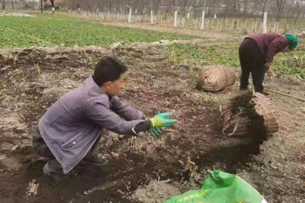 稻田施用有机肥的优点，能起到改善土壤、提供充足养分、促进微生物繁衍等作用