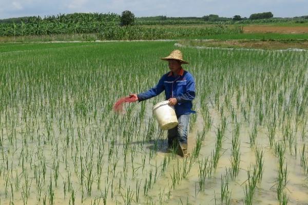 稻田施用有机肥的优点，能起到改善土壤、提供充足养分、促进微生物繁衍等作用