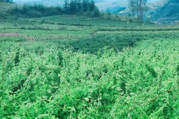 春季怎么通过喷药避免药材落果，喷施过磷酸钙、硫酸铵的浸出液可提高坐果率