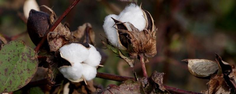 滨职棉1号棉花种子特征特性，高抗棉铃虫