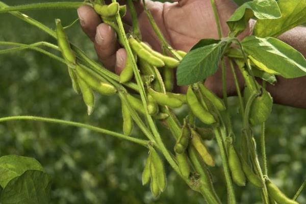 东农7018大豆品种简介，种植密度依肥力高低而变化