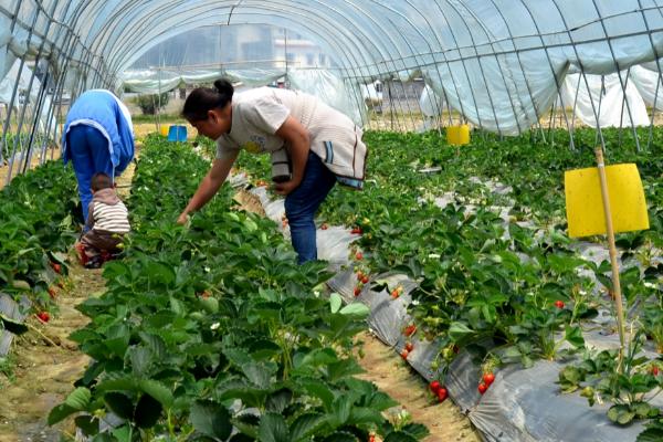 草莓的种植技术，生长温度控制在15-20℃之间为佳