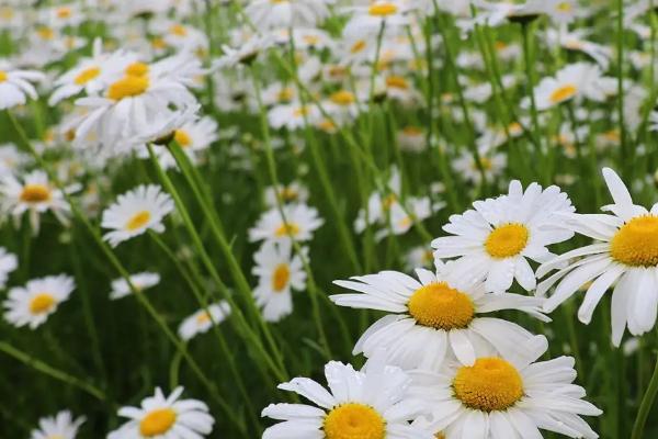 菊花种子如何育苗，春季的雨后进行育苗为佳