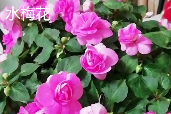 水梅花和凤仙花有什么区别，科属、外观、开花时间均不同