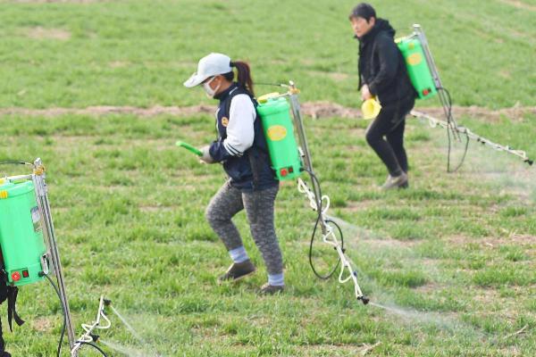 氨基寡糖素的防治对象，可防治小麦花叶病、棉花黄萎病等病害