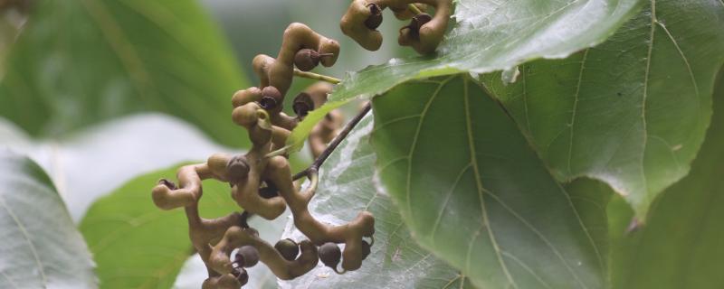 种植拐枣如何管理，幼苗生长期要抑制主梢疯长