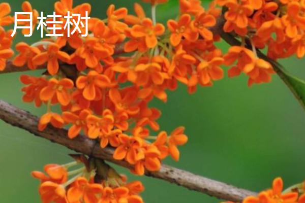 月桂树与桂花树有什么区别，品种、植株和花期均不同