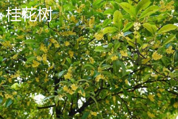 月桂树与桂花树有什么区别，品种、植株和花期均不同