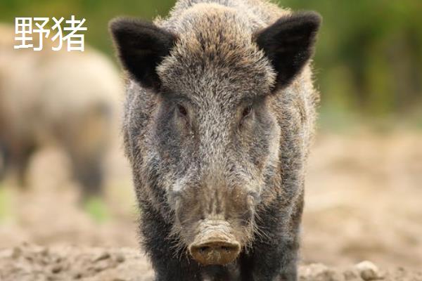 山上有哪些常见的野生动物，常见的有野猪、野鸡和狍子