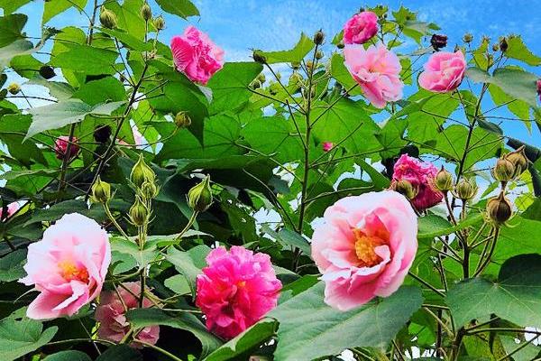 芙蓉花的品种有多少，可分为白芙蓉、红芙蓉等多个品种