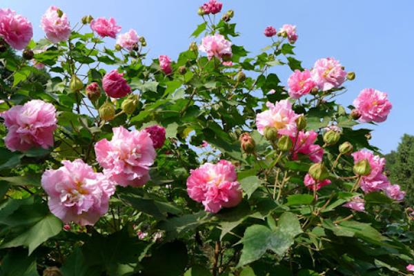 芙蓉花的品种有多少，可分为白芙蓉、红芙蓉等多个品种