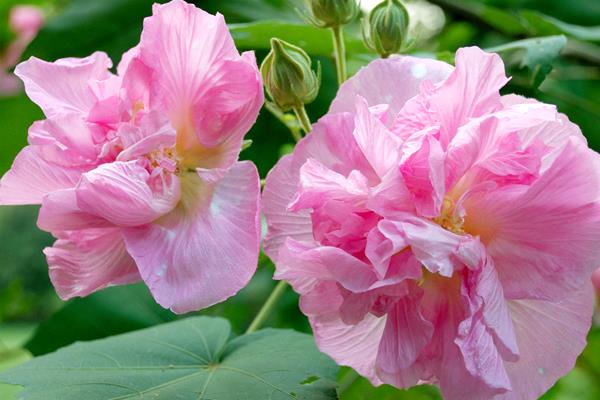 芙蓉花的品种有多少，可分为白芙蓉、红芙蓉等多个品种