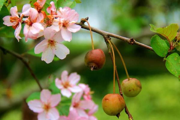 海棠花的花语，寓意离愁、苦恋之情等