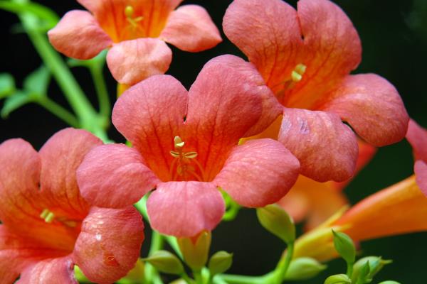 凌霄花适合种院子里吗，没有毒性可以种院子里