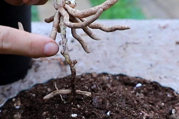 兰花的种植方法，种植前还要做好杀毒消菌的工作