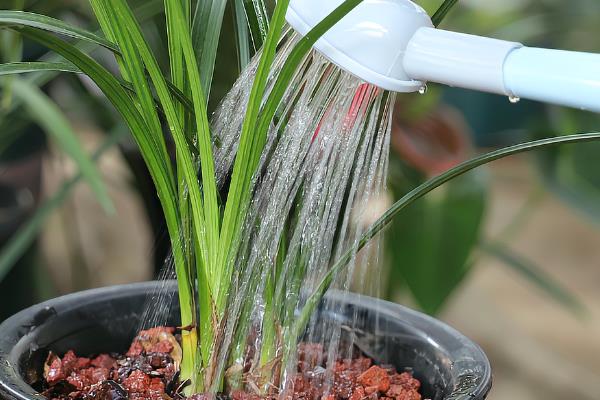 兰花的种植方法，种植前还要做好杀毒消菌的工作