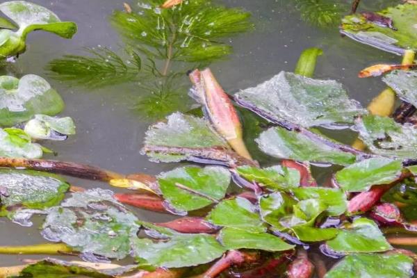 怎么种植菱角，选择在每年清明节前后种植