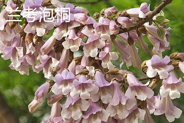 白花泡桐果实能不能吃，是不可直接食用的