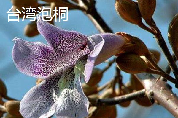 白花泡桐果实能不能吃，是不可直接食用的