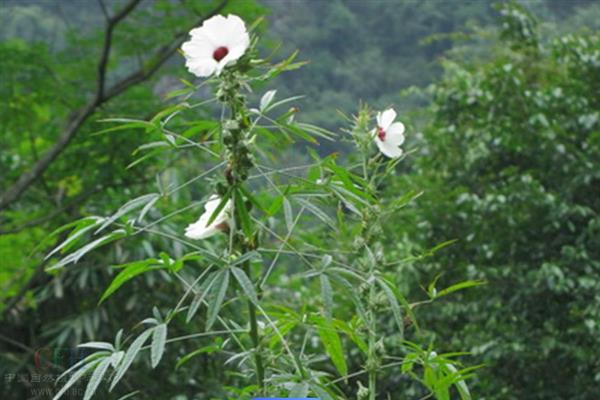 红麻属于哪种植物，是一年生或多年生草本植物