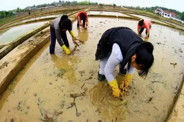 荷花种子如何种植，可以直接使用塘泥进行养护