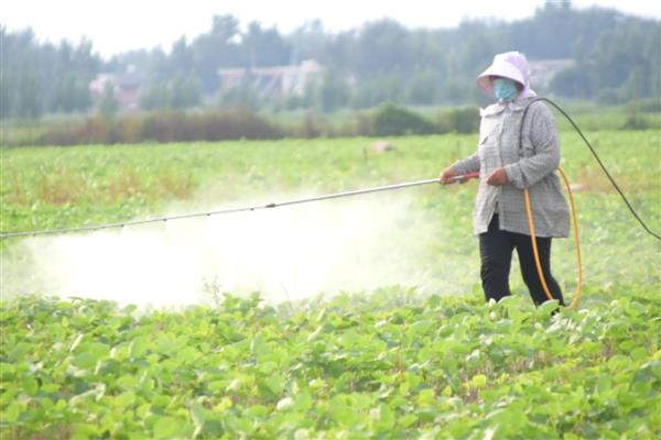 夏大豆如何高产，按照30厘米左右的行距点播种子