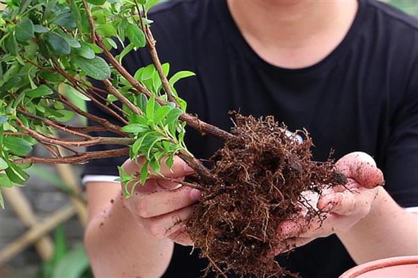 杜鹃花冬季能换盆吗，在冬季不可换盆