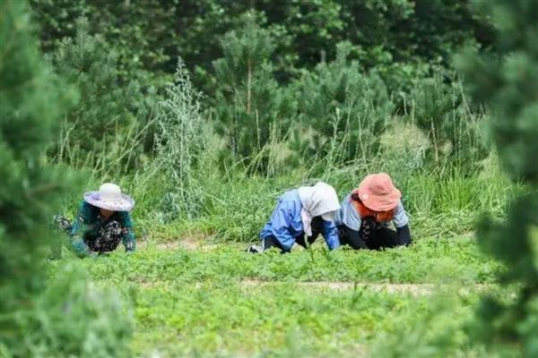 快速除草又省力省时的方式，可喷施药剂