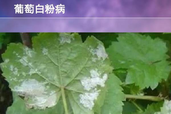 葡萄白粉病的症状及防治方式，常表现为叶片卷缩、叶脉变黑等