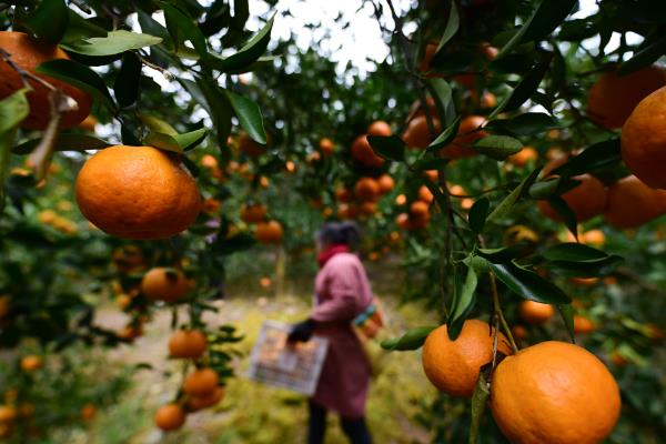 自贡市荣县的特产，有七厢土花生、留佳椪柑等