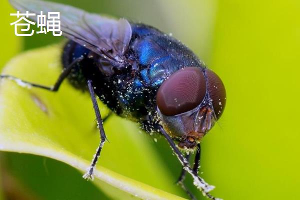 有哪些益虫，蜜蜂、瓢虫等品种较常见