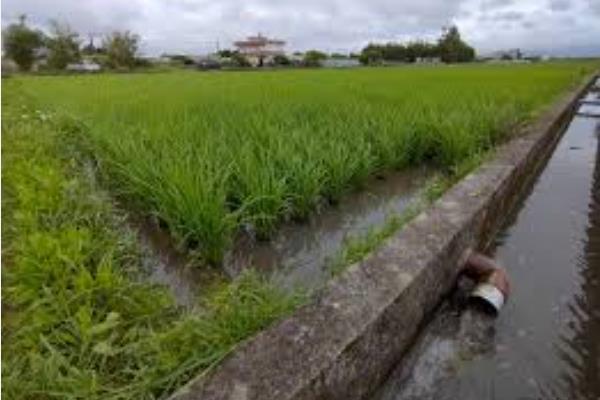 水稻遭受药害的症状，会产生斑点、畸形、枯萎、停止生长等情况