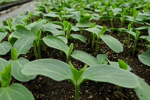 怎样种茄子才能高产，最好在5-6月份进行种植