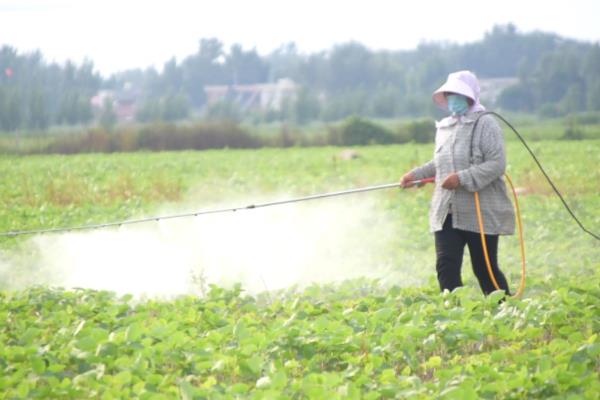 大豆何时施肥，适宜时间为4-5月份