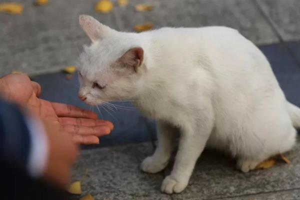 让猫咪变得粘人的方法，1-3月龄左右开始进行社会化训练