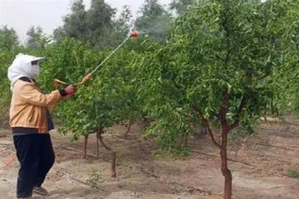 青枣什么时候成熟上市，不同品种的上市时间不同