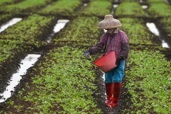 反季节蔬菜的施肥要点，应重施有机肥、合理选择肥料类型并确定用量