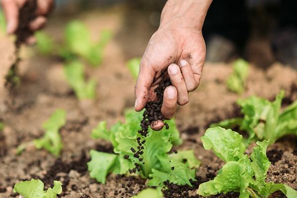 反季节蔬菜的施肥要点，应重施有机肥、合理选择肥料类型并确定用量