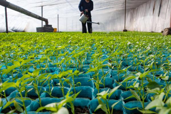 反季节蔬菜的施肥要点，应重施有机肥、合理选择肥料类型并确定用量