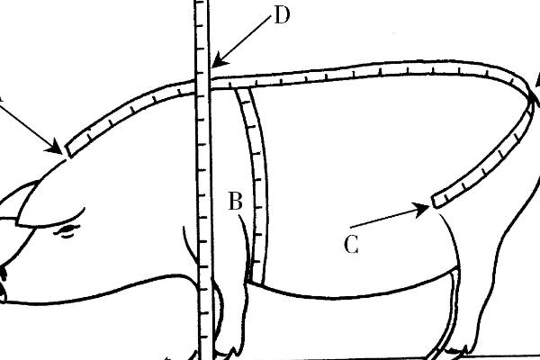 猪毛重和净重怎么计算，毛重等于胸围乘以体长除以系数