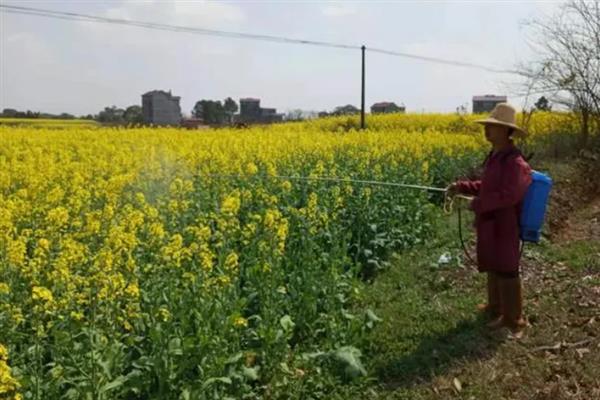 油菜田里面的蚜虫怎么防治，播种前可用灭蚜松等药物拌种