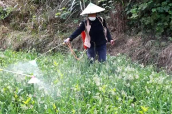 油菜田里面的蚜虫怎么防治，播种前可用灭蚜松等药物拌种