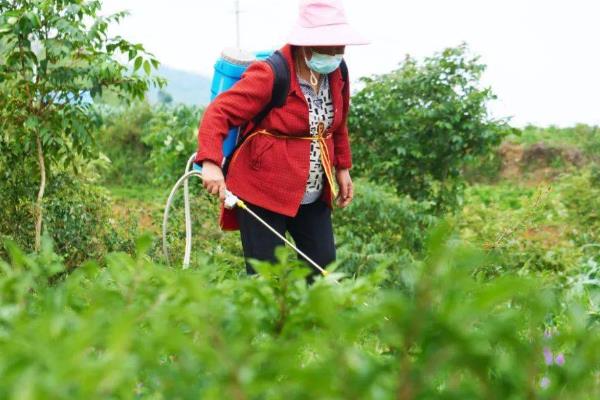 魔芋对环境条件的要求，最适温度应保持在20℃左右