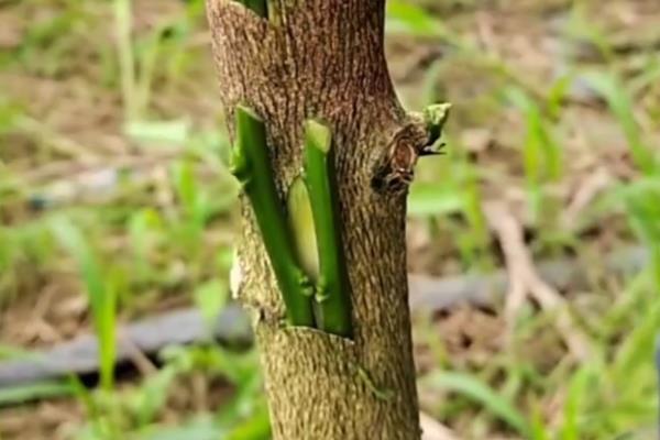 柚子树怎么种植，浸种催芽后再播种