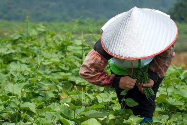 龙须菜有没有种子，种子是在它开花之后生长出来的籽粒