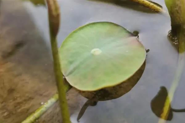 荷花生长时要经历哪些阶段，主要分为萌芽期、幼苗期、立叶期等6个时期