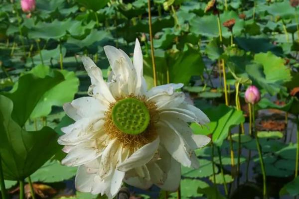 荷花生长时要经历哪些阶段，主要分为萌芽期、幼苗期、立叶期等6个时期