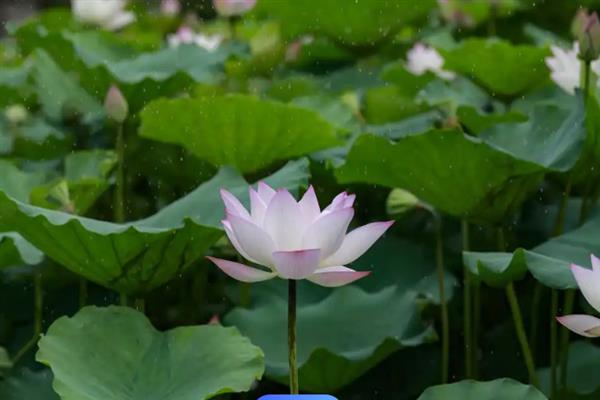 荷花生长时要经历哪些阶段，主要分为萌芽期、幼苗期、立叶期等6个时期