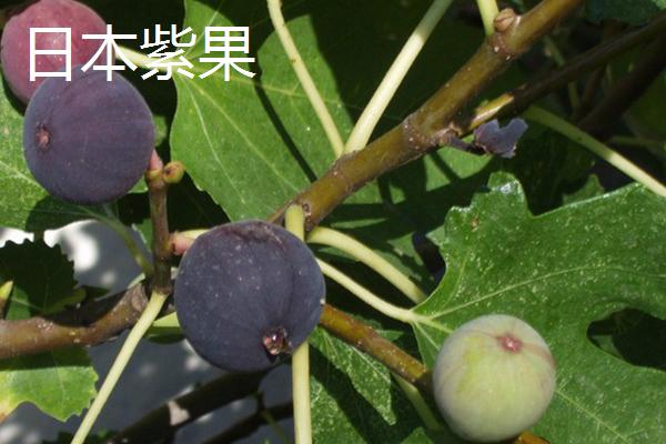 适合在家种植的无花果品种，常见的有日本紫果、青皮、波姬红等