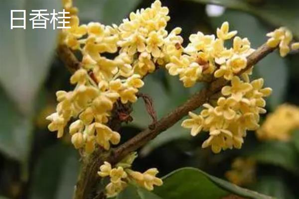 养哪个品种的桂花树好，可以选择沉香桂、丹桂、天香台阁等